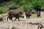 Wild Boars In Nature 1 Cores